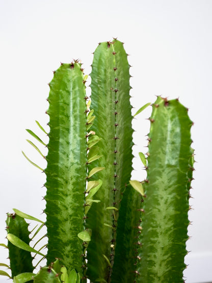 Waka the African Milk Cactus, Large