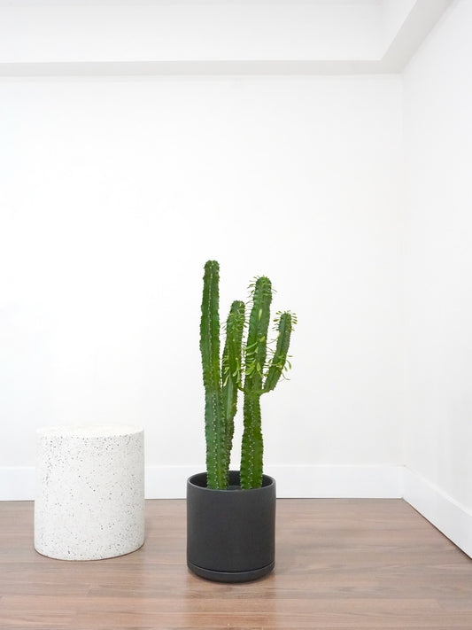 Euphorbia Cactus, XL