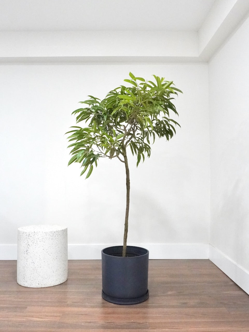 Aladdin the Ficus Alii, XL