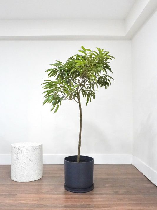 Aladdin the Ficus Alii, XL
