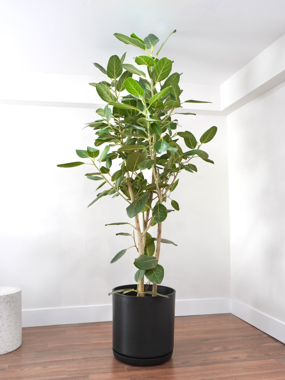 Khan the Ficus Audrey Bush, XXL