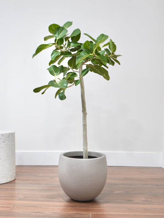 Khan the Ficus Audrey, XL *Greenhouse Special*