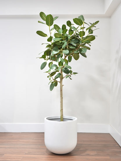 Khan the Ficus Audrey, XXL