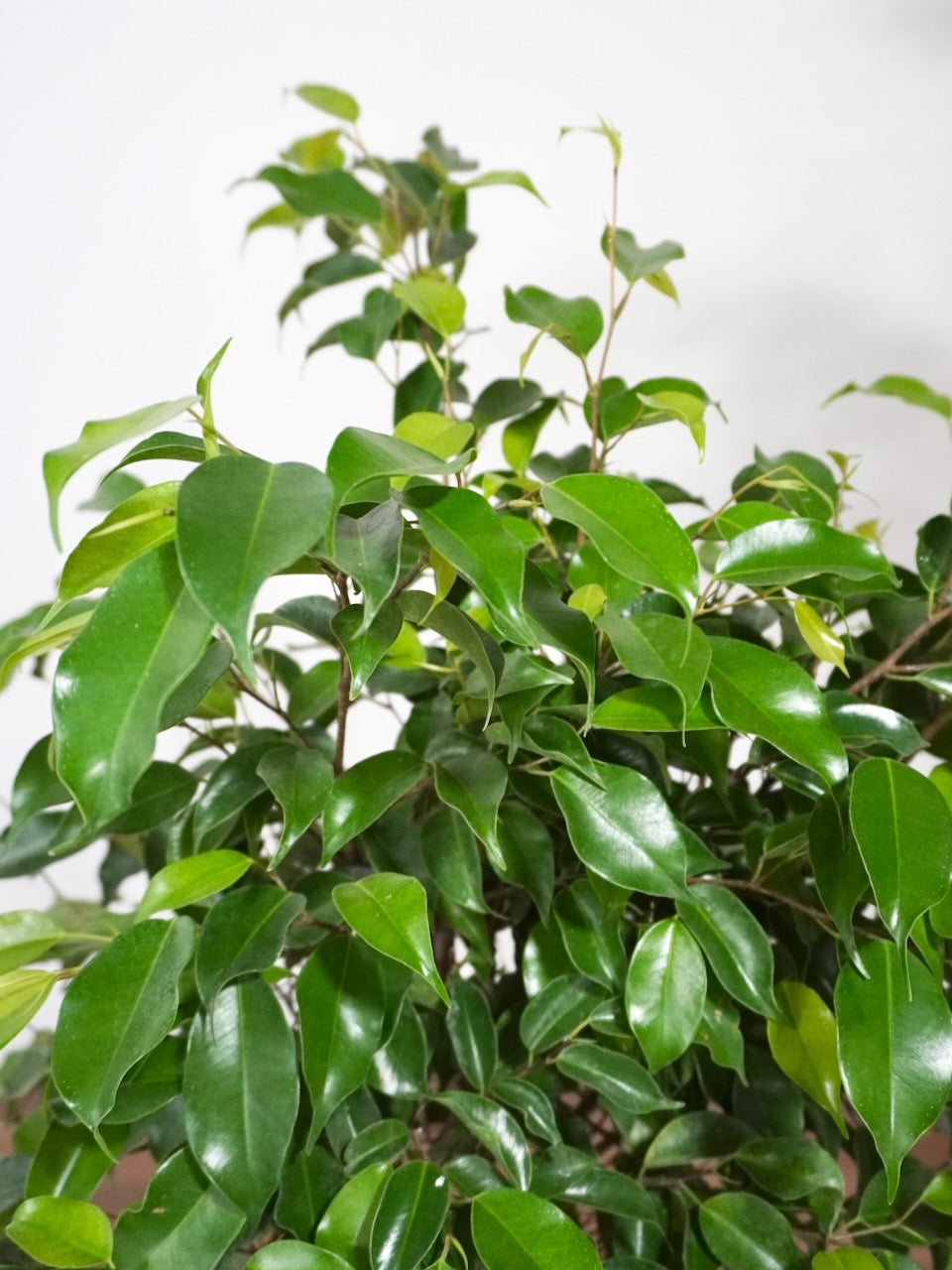 Benji the Ficus 'Benjamina' Braid, XL