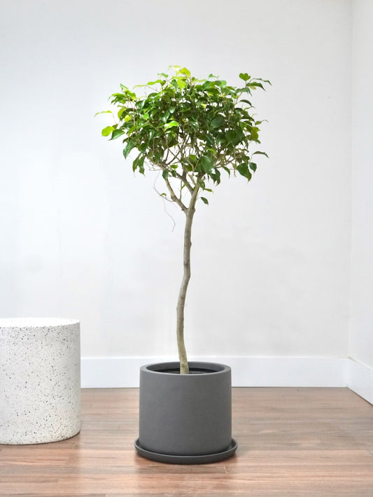 Benji the Ficus 'Benjamina', XL *Preorder*