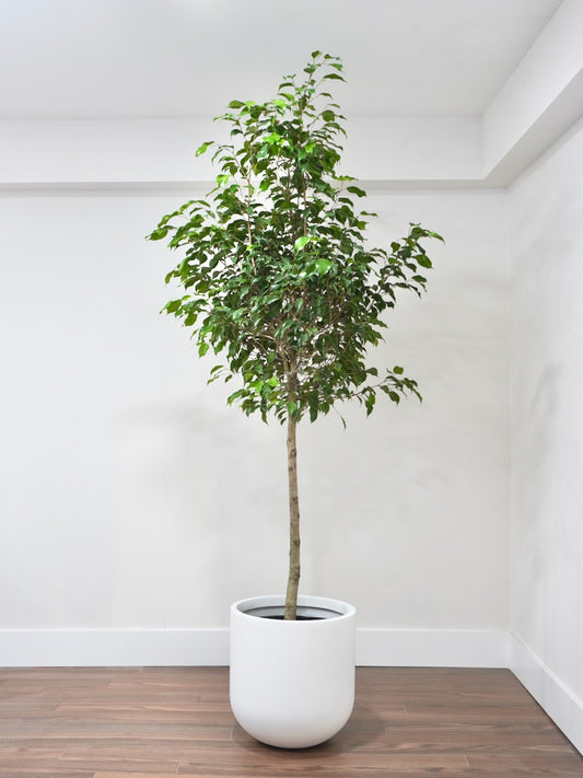 Benji the Ficus 'Benjamina', XXL