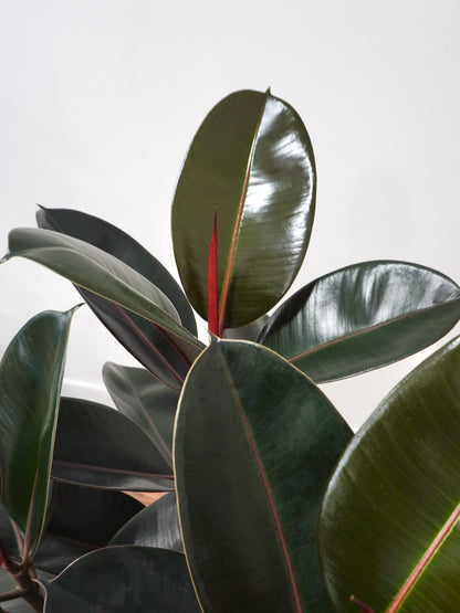 Big Red the Rubber Tree 'Burgundy' Bush, XXL