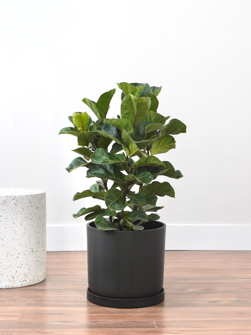 Figgy the Fiddle Leaf Fig 'Bambino' Bush, XL