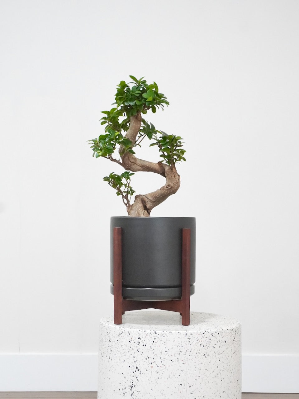 Ginny the Ficus Ginseng Bonsai, Large
