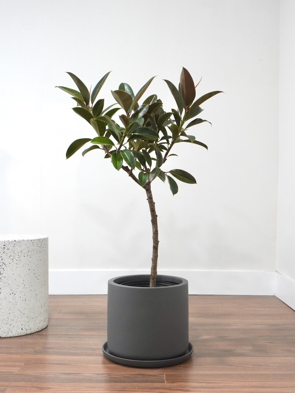 Big Red the Rubber Tree 'Melany', XL