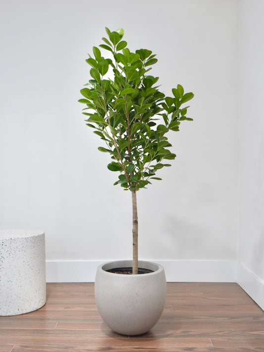 Gustav the Ficus Moclame, XL