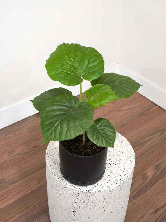 Umber the Ficus Umbellata, Medium