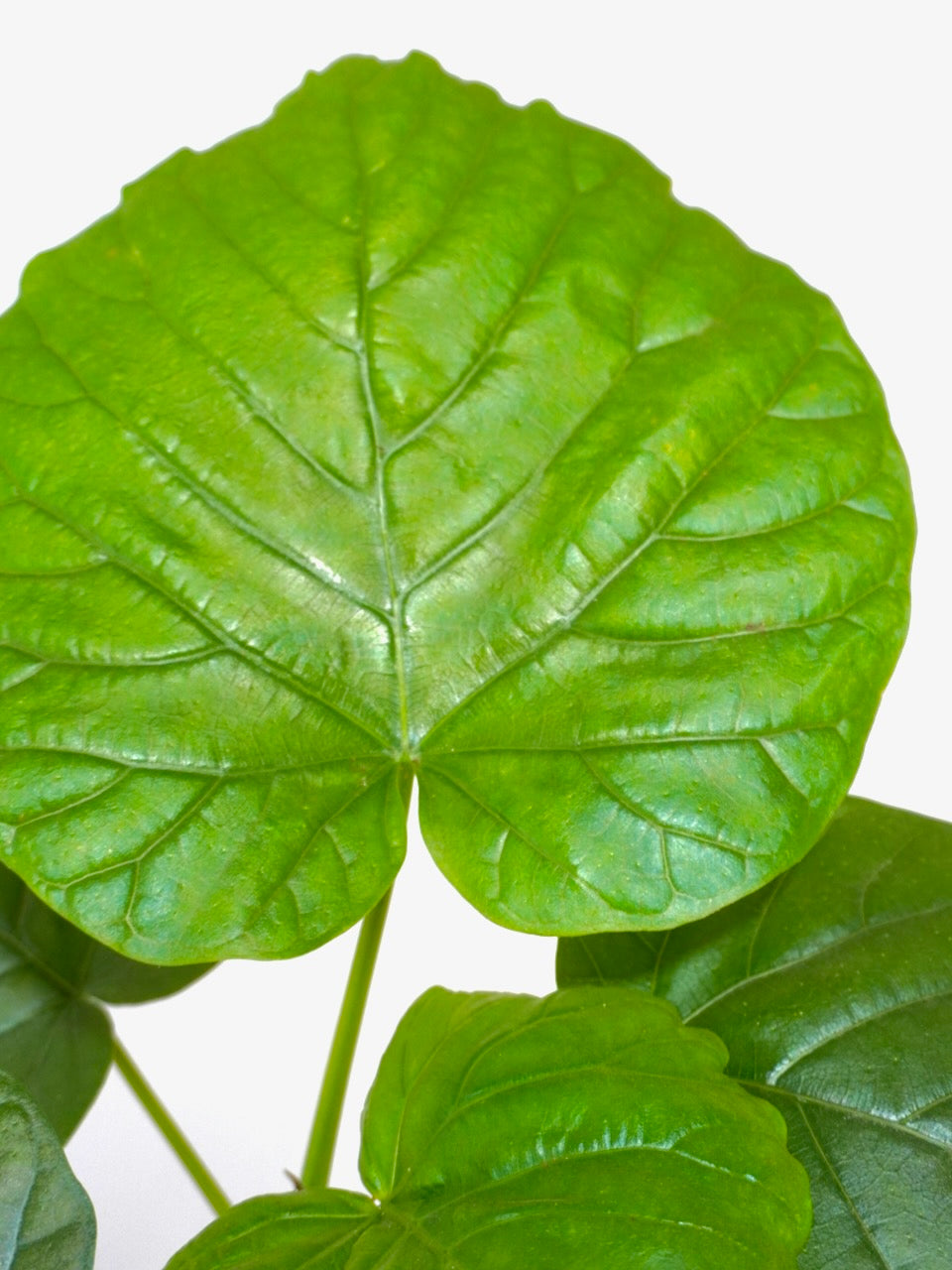 Umber the Ficus Umbellata, Medium