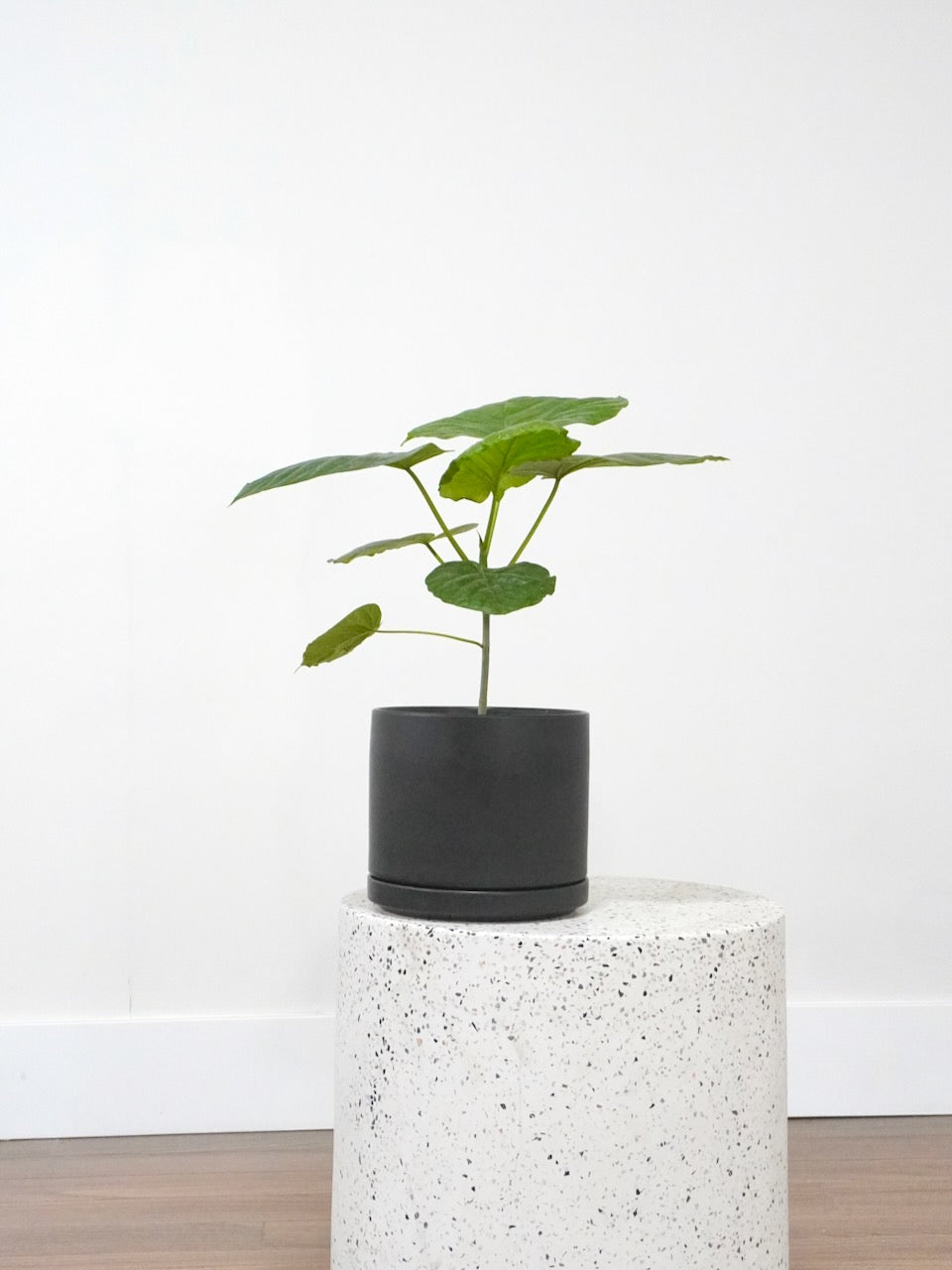 Umber the Ficus Umbellata, Medium