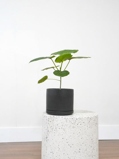 Umber the Ficus Umbellata, Medium