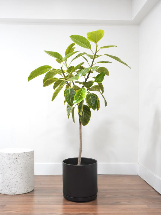 Alli the Ficus Altissima, XL Tall