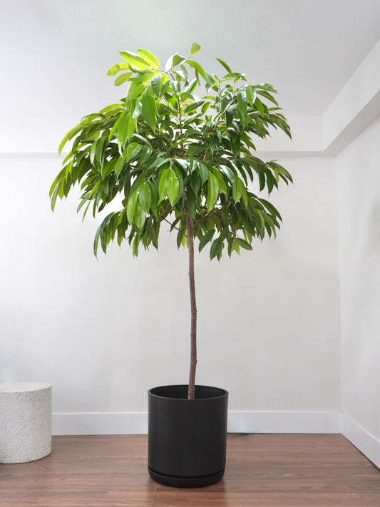 Henri the Ficus Amstel King, XXL
