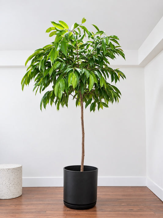 Henri the Ficus Amstel King, XXL