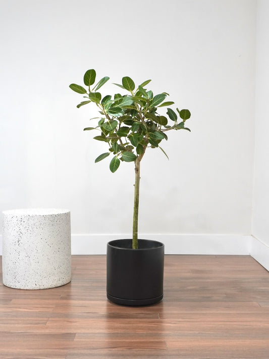 Khan the Ficus Audrey, XL