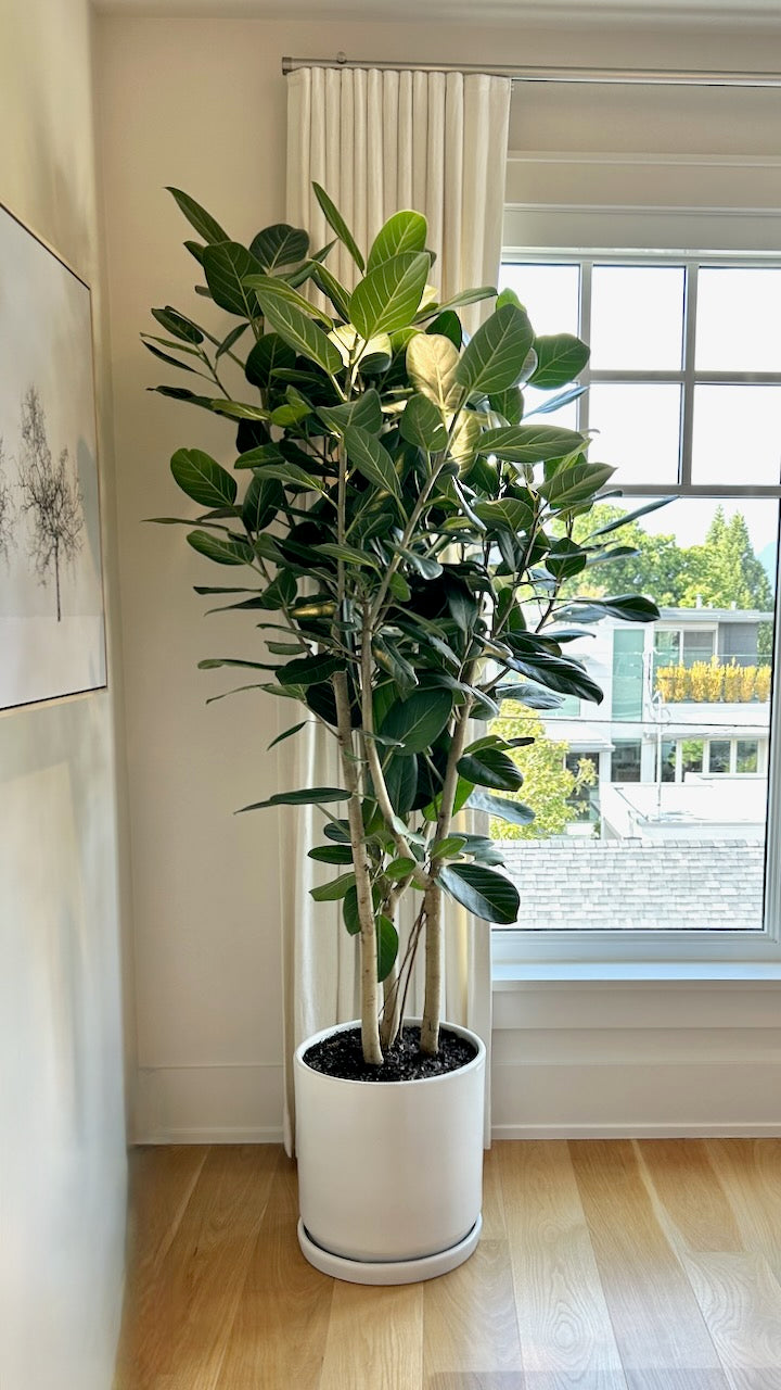 Khan the Ficus Audrey Bush, XXL