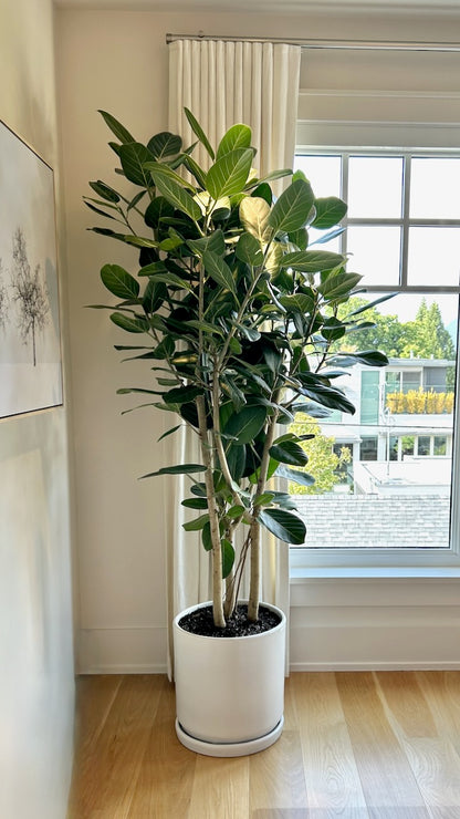 Khan the Ficus Audrey Bush, XXL