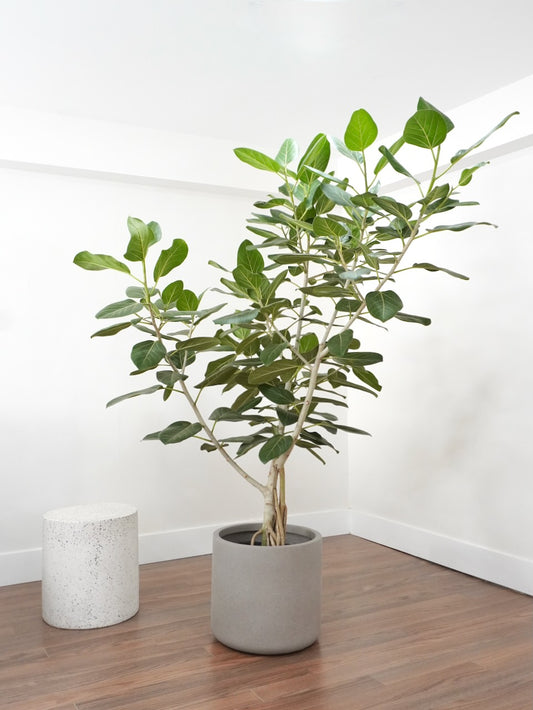 Khan the Ficus Audrey Bush, XXL