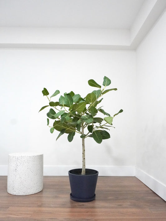 Khan the Ficus Audrey, XL