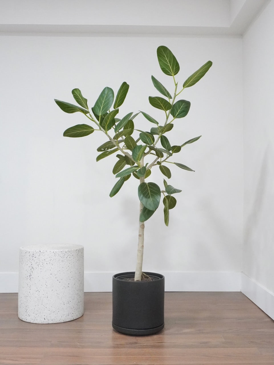 Khan the Ficus Audrey, XL