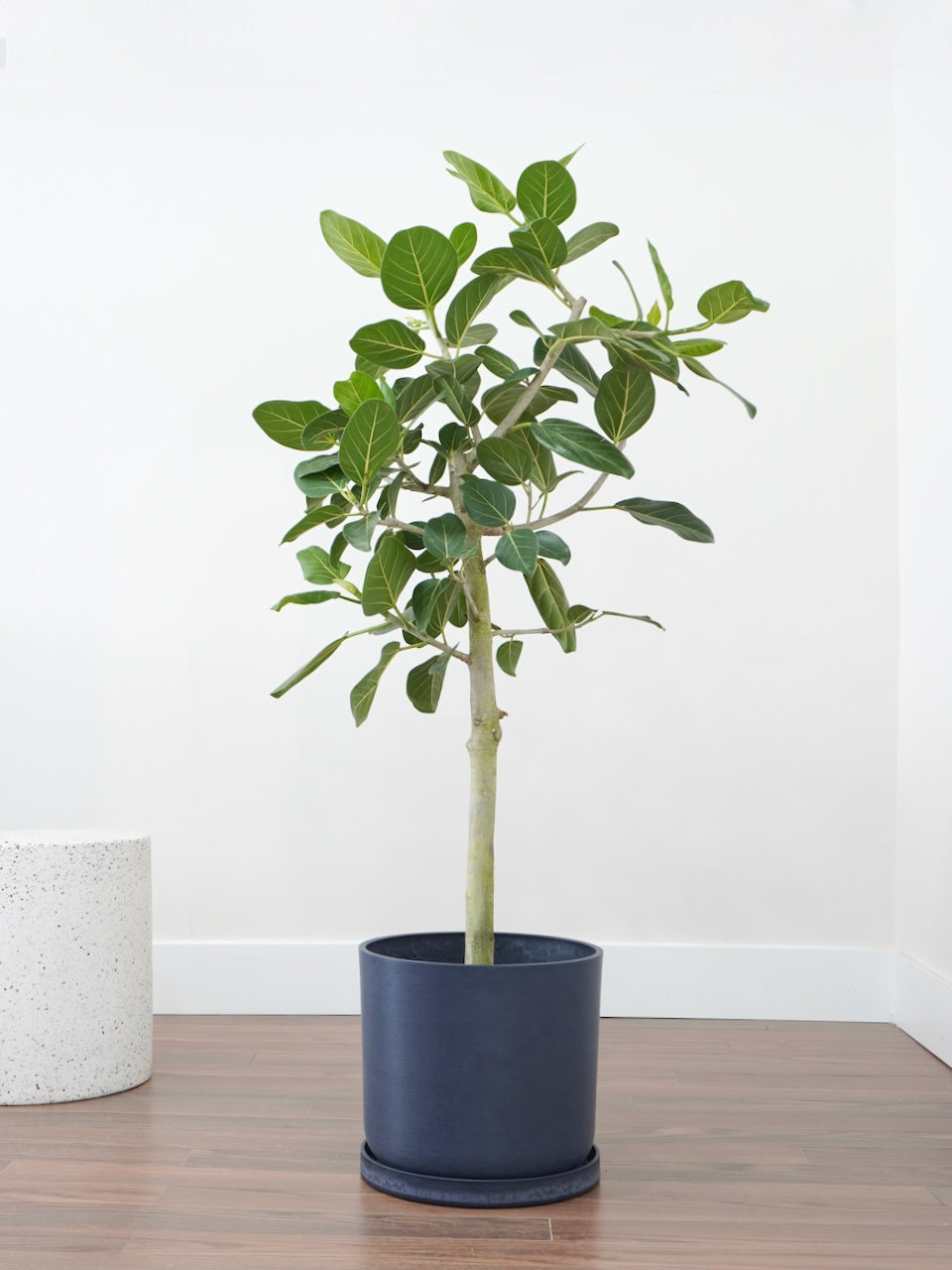 Khan the Ficus Audrey, XL