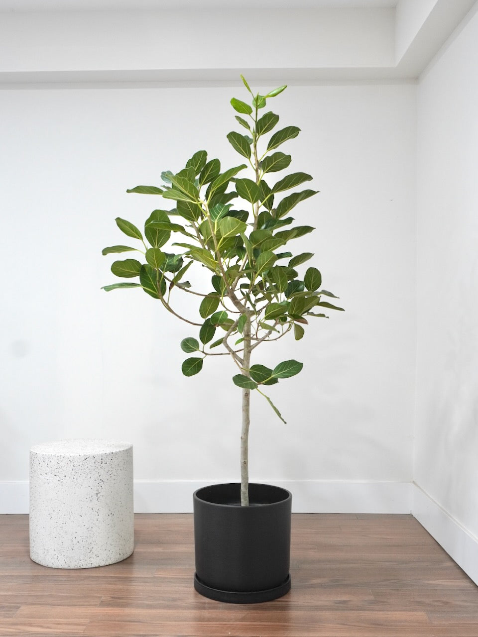 Khan the Ficus Audrey, XL Tall