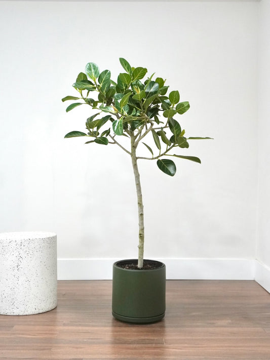 Khan the Ficus Audrey, XL Tall