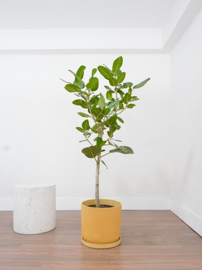 Khan the Ficus Audrey, XL Tall