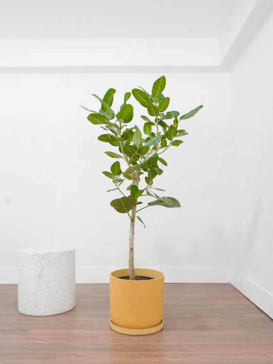 Khan the Ficus Audrey, XL Tall