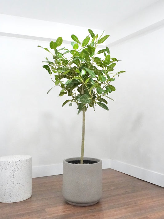 Khan the Ficus Audrey, XXL