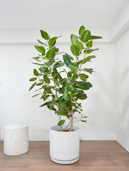Khan the Ficus Audrey Bush, XXL
