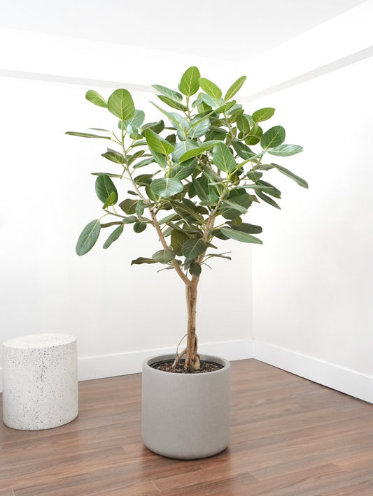 Khan the Ficus Audrey, XXL