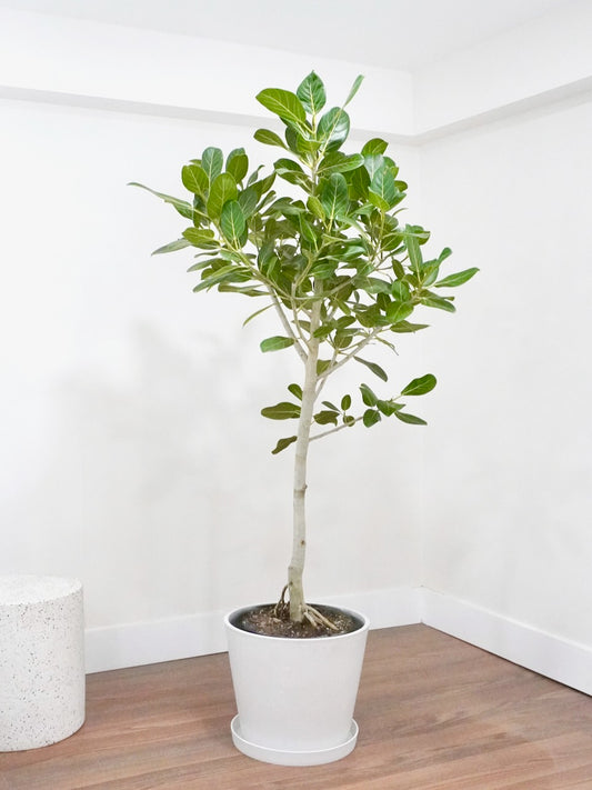 Khan the Ficus Audrey, XXL