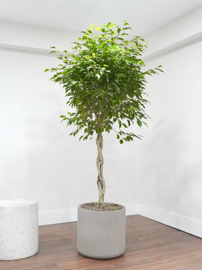 Benji the Ficus Benjamina Braided, XXL