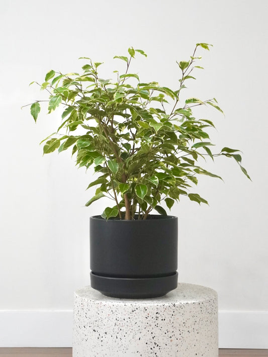 Benji the Ficus Benjamina Variegated, Large