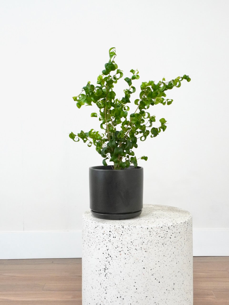 Benji the Ficus Benjamina 'Pandora', Medium