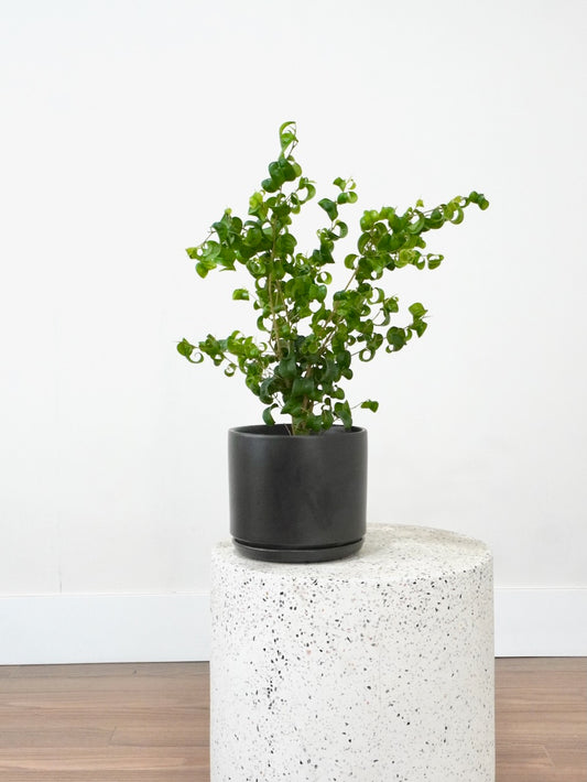 Benji the Ficus Benjamina 'Pandora', Medium