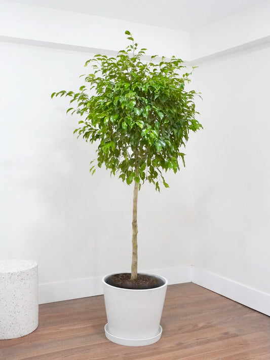 Benji the Ficus 'Benjamina', XXL