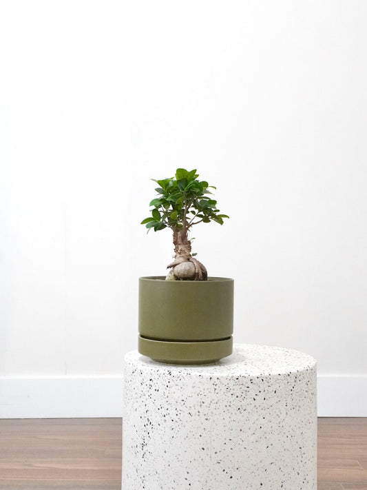 Ginny the Ficus Ginseng Bonsai, Medium