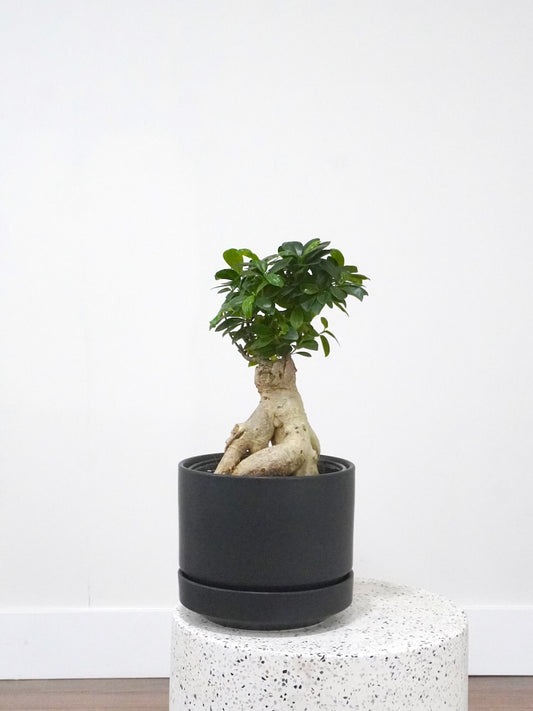 Ginny the Ficus Ginseng Bonsai Stump, Large
