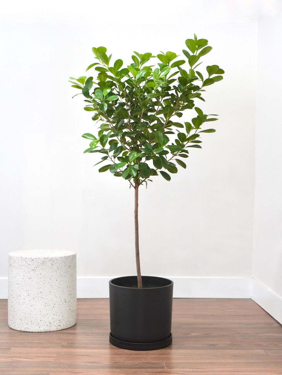 Gustav the Ficus Moclame, XL