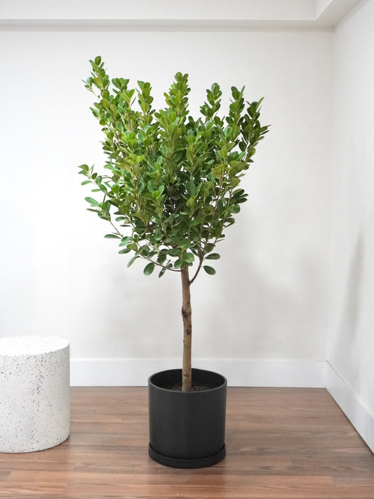 Gustav the Ficus Moclame, XL Tall