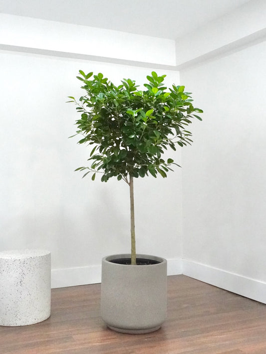 Gustav the Ficus Moclame, XXL