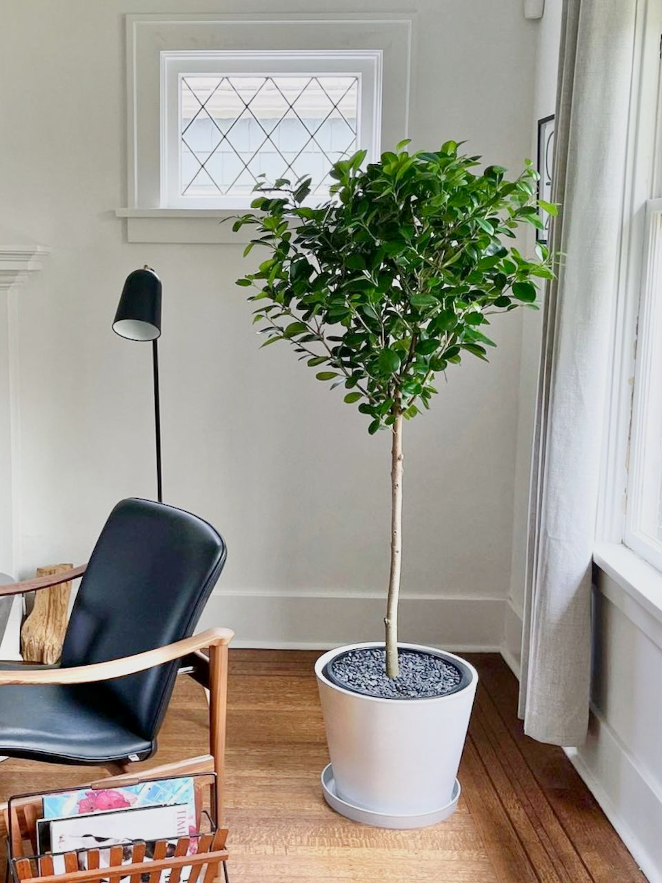 myrtle plant care indoor Bashful the Dwarf Myrtle Tree, Medium – Frondly