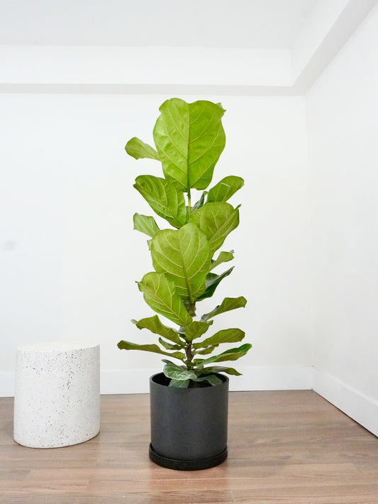 Figgy the Fiddle Leaf Fig Bush, XL