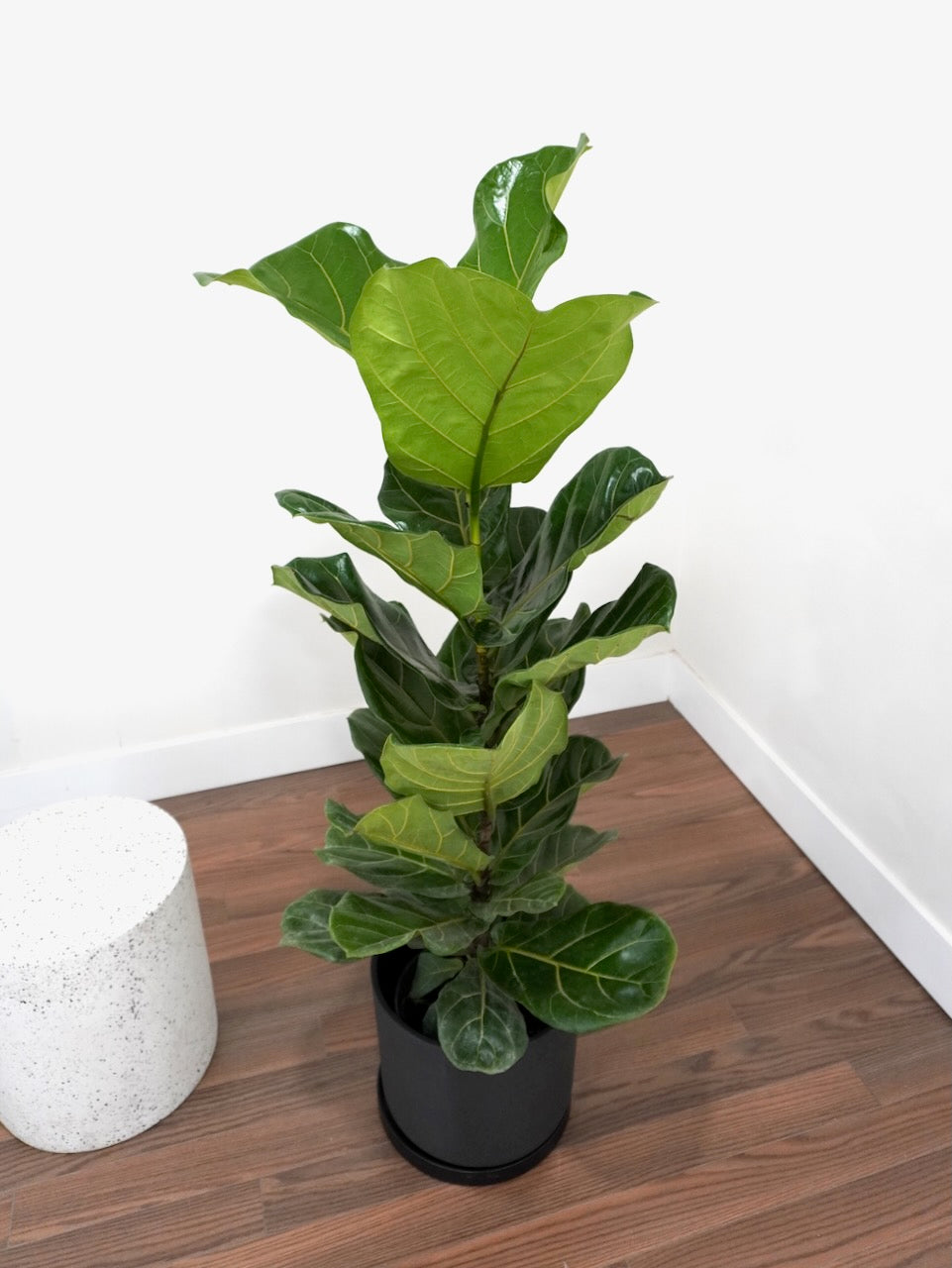 Figgy the Fiddle Leaf Fig Bush, XL